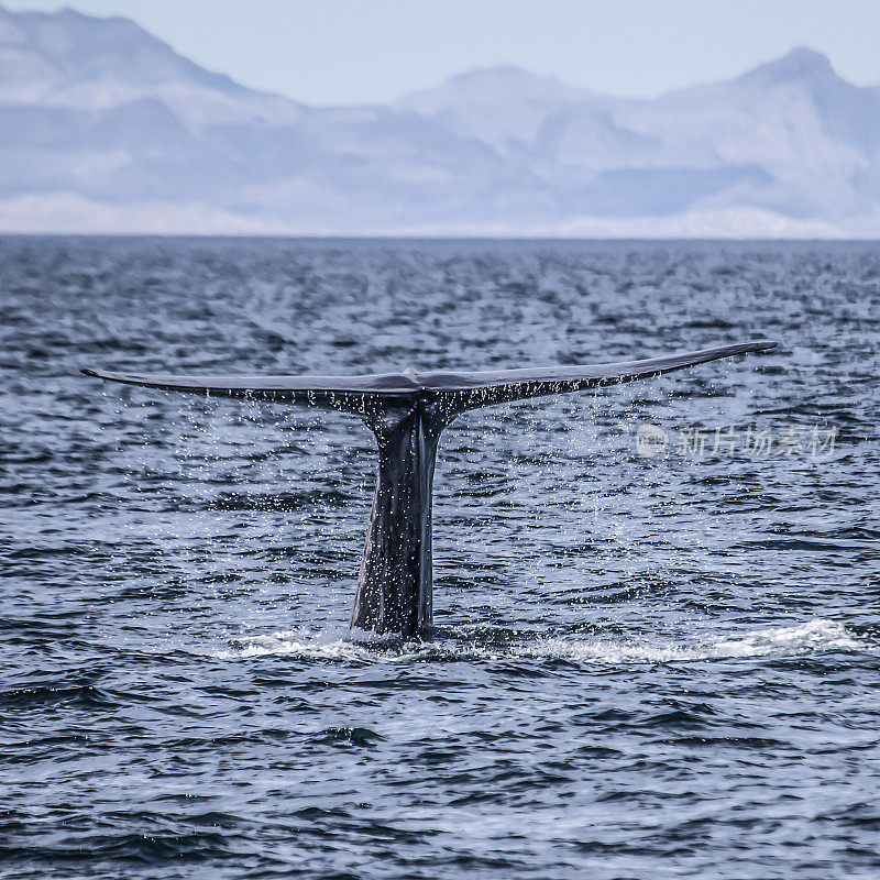 Blue whale (Balaenoptera musculus) fluking, Sea of Cortez